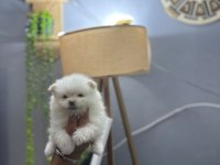 Pomeranian Boo Erkek Ve Dişi Yavrularımız