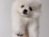 Dişi pomeranian boo yavrum yuvaya hazır