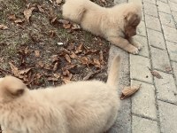 Golden Retriever 3 Aylık Dişi