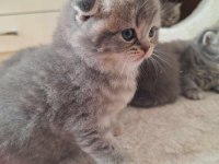 Teslime hazır british longhair bebekler