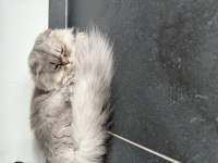 Scottish Fold Kedisi
