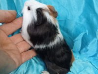 Hollandan Amerikan ve Dutch Ginepig Yavrular