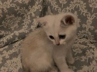 British shorthair Dişi 73 günlük yavru