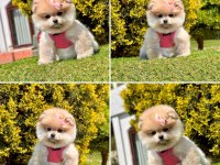 DİŞİ YAVRU BOO 2.5 AYLIK OYUNCU POMERANİAN MASKOTUMUZ