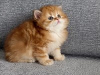 British Longhair Golden Erkek