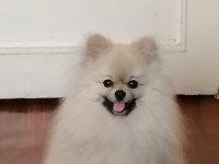 Köpeğimiz için ciddi düşünenler yazsın