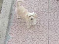 Terrier Maltese Yavrularımız A Kaliteli