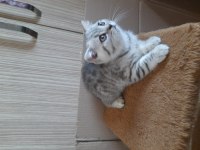 Bayram şekerleri scottish fold