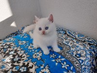 2 Aylık British Shorthair Beyaz Yavrular
