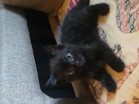 5 adet pamuk şeker kedilerimiz