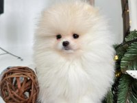 Orjinal Pomeranian Boo