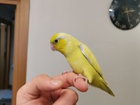 45 Günlük Erkek Forpus