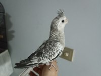 YAVRU SULTAN PAPAĞANIMIZ