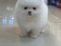 Pomeranian boo köpeğimiz