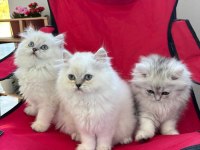 BLUE POİNT YAVRU KEDİLER