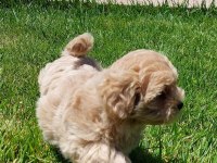 Maltipoo Yavruları Sizleri Bekliyor