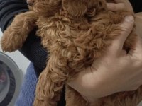 Toy poodle 2 aylık dişi