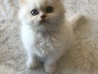 Sağlıklı Chinchilla