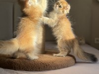 Mükemmel Kalite Golden Ny11 British Longhair