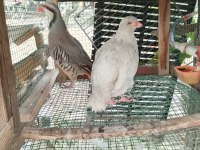 3 YAŞINDA TAKIM TAVUS KUŞLAR