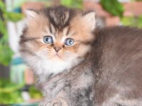 British Longhair dişi rapunzel