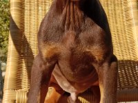 Kızıl asıl Doberman YAVRU