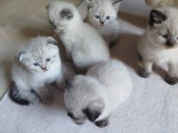 British blue point kızımın yavrularıdır