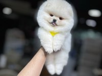 ORJİNAL IRK POMERANİAN BOO YAVRULARIMIZ