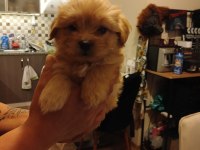 Maltipoo ve maltese erkek dişi bebekler