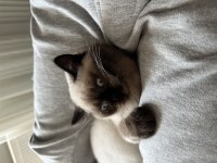 OĞLUMA (ERKEK KEDİME) YENİ YUVA ARIYORUM