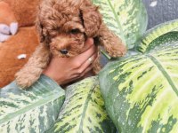 Dark Red Brown Toy Poodle Kızımız