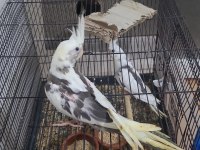 Yeme düşmüş kuşlarım