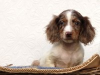 Özel Dachshund Yavrular