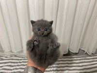British shorthair yavrular