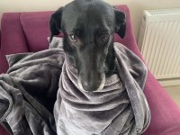 American labrador Şila