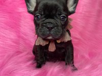 FRENCH BULLDOG YAVRULARI