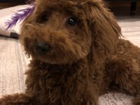 2.5 AYLIK TOY POODLE YAVRU