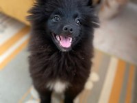 1 yaşında erkek spitz