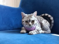 British shorthair silver tabby Dişi yavru