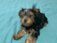 Teker yorkshire terrier