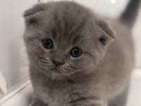 Scottish fold kediler