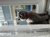 Scottish fold kedimi sahiplendirmek