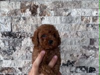 IRK VE SAĞLIK GARANTİLİ TEACUP BABY FACE POODLE YAVRULAR