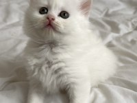 British Longhair Prens Ve Prenslerimiz Rezerveye Açıktır