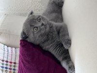 Yavru scottish fold 1 aylık