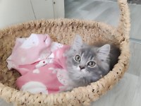 Bu british longhair misss çocuk kaçmaz