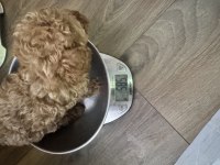 Evde büyüyen poodle yavrular