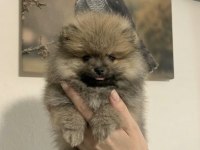 Pomeranian Dişi