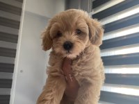 60 günlük toy poodle yavrular