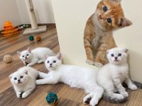 Şampiyon scottish fold güzeller